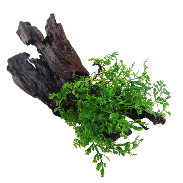 Bolbitis heteroclita 'difformis' auf Holz