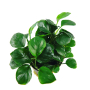 Anubias barteri 'Coin Leaf'