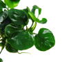 Anubias barteri 'Coin Leaf'