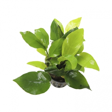 Anubias barteri var. nana Golden Heart