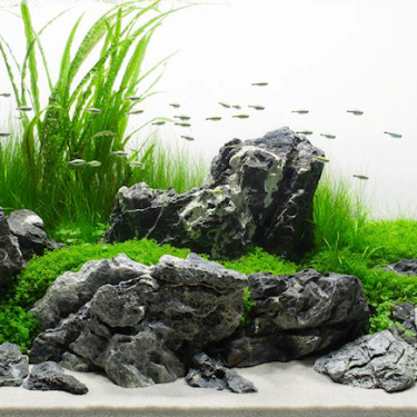 aquascaping