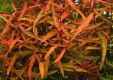 Persicaria spec. red (Polygonum)