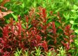 Rotala sp. 'super red'