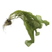 Aponogeton madagascariensis