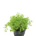 Hemianthus micranthemoides