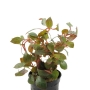 Ludwigia palustris red
