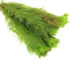 Myriophyllum scabratum