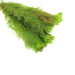 Myriophyllum scabratum