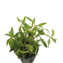 Proserpinaca palustris