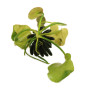 Nymphoides aquatica