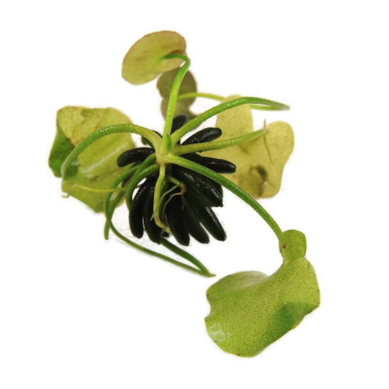 Nymphoides aquatica - AQUAMOOS