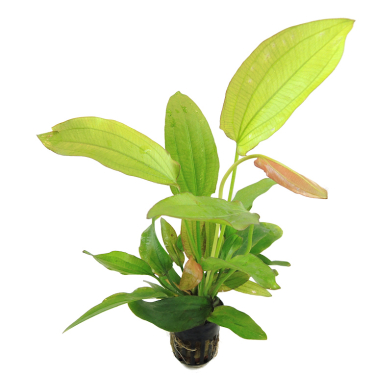 Echinodorus 'Tricolor'