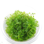 Proserpinaca palustris