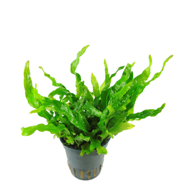 Microsorum pteropus 'Green Gnome'