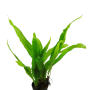 Microsorum pteropus 'Philippine'
