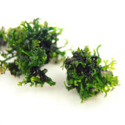 Bolbitis sp. Gametophyt