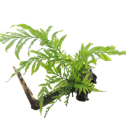 Kongo-Wasserfarn auf Holz