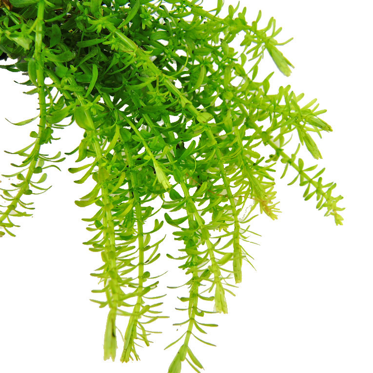 Rotala wallichii