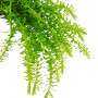 Rotala wallichii
