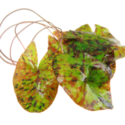 Nymphaea micrantha