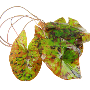 Nymphaea micrantha