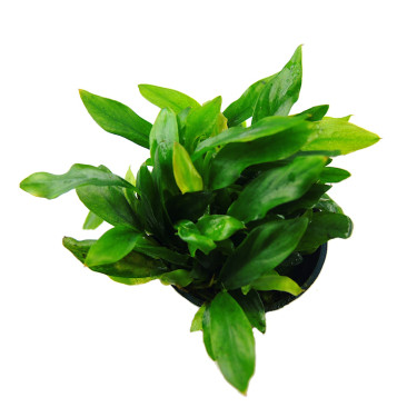 Anubias minima Dragon Claw