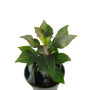 Hygrophila corymbosa 'Compact'