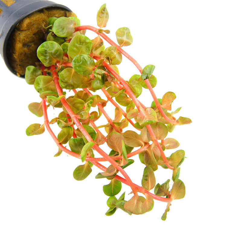 Rotala rotundifolia 'Orange Juice'