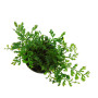 Bolbitis heteroclita 'difformis'