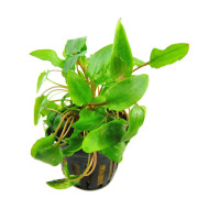 Cryptocoryne wendtii grün