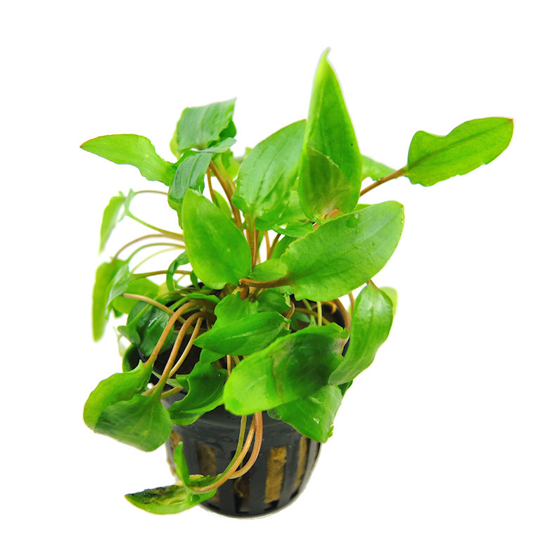 Cryptocoryne wendtii green