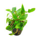 Cryptocoryne wendtii green