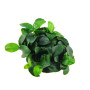 Anubias nana petite