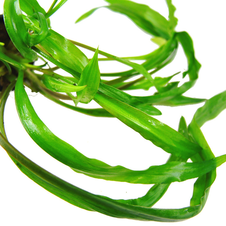 Cryptocoryne retrospiralis