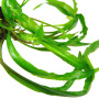 Cryptocoryne retrospiralis