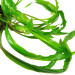 Cryptocoryne retrospiralis