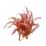 Cryptocoryne balansae Pink