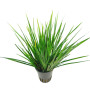 Acorus gramineus 'Pusillus'